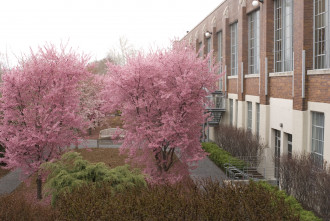 Cherry trees with full, pink blossoms outside an industrial building.